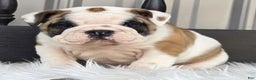 English Bulldog dogs for sale: Bella - Ad 6