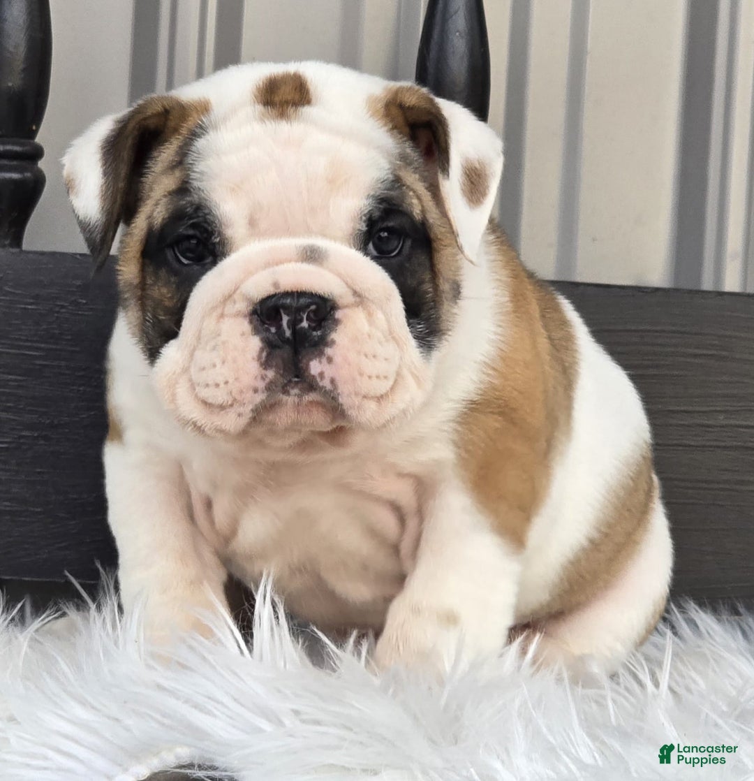 English Bulldog dogs for sale: Bella - Ad 6