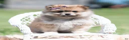 Pomeranian dogs for sale: Crimson - Ad 2