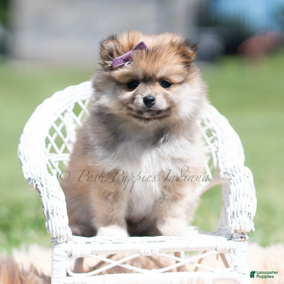 Pomeranian dogs for sale: Crimson - Ad 2