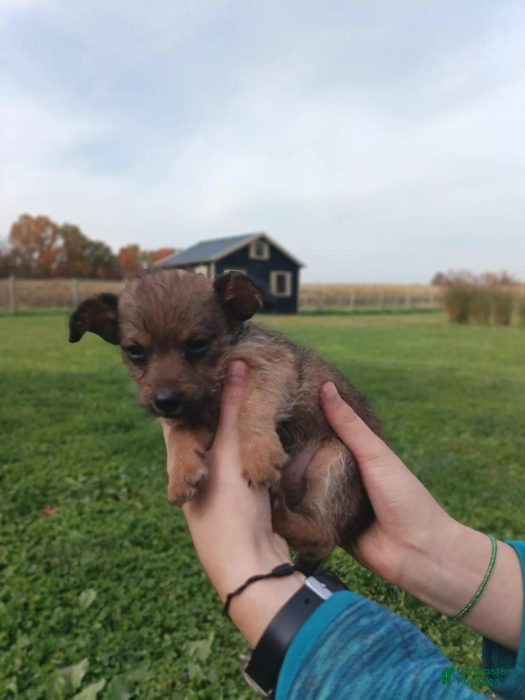 Chipoo dogs for sale: Chipoo 3 - Ad 2