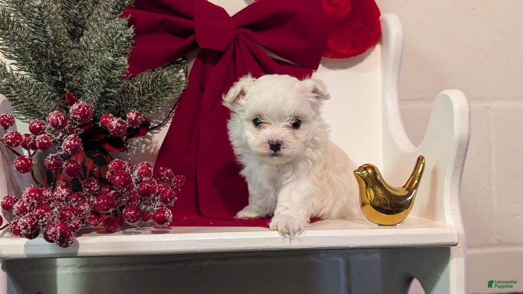 Maltese dogs for sale: King - Ad 6