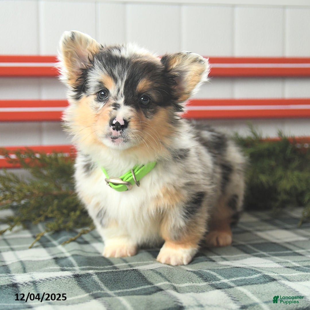Welsh Corgi Pembroke dogs for sale: Fluffy Bubble Gum - Ad 4