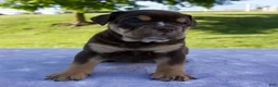 Beabull dogs for sale: Sheila - Ad 5