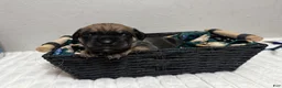 Cane Corso dogs for sale: guy-black collar  - Ad 3