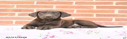 Labrador Retriever dogs for sale: Paisley - Ad 3