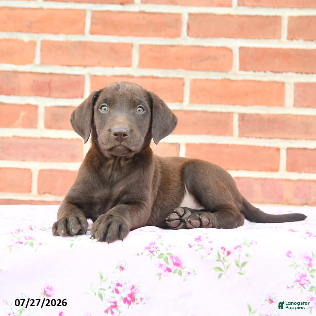 Labrador Retriever dogs for sale: Paisley - Ad 3