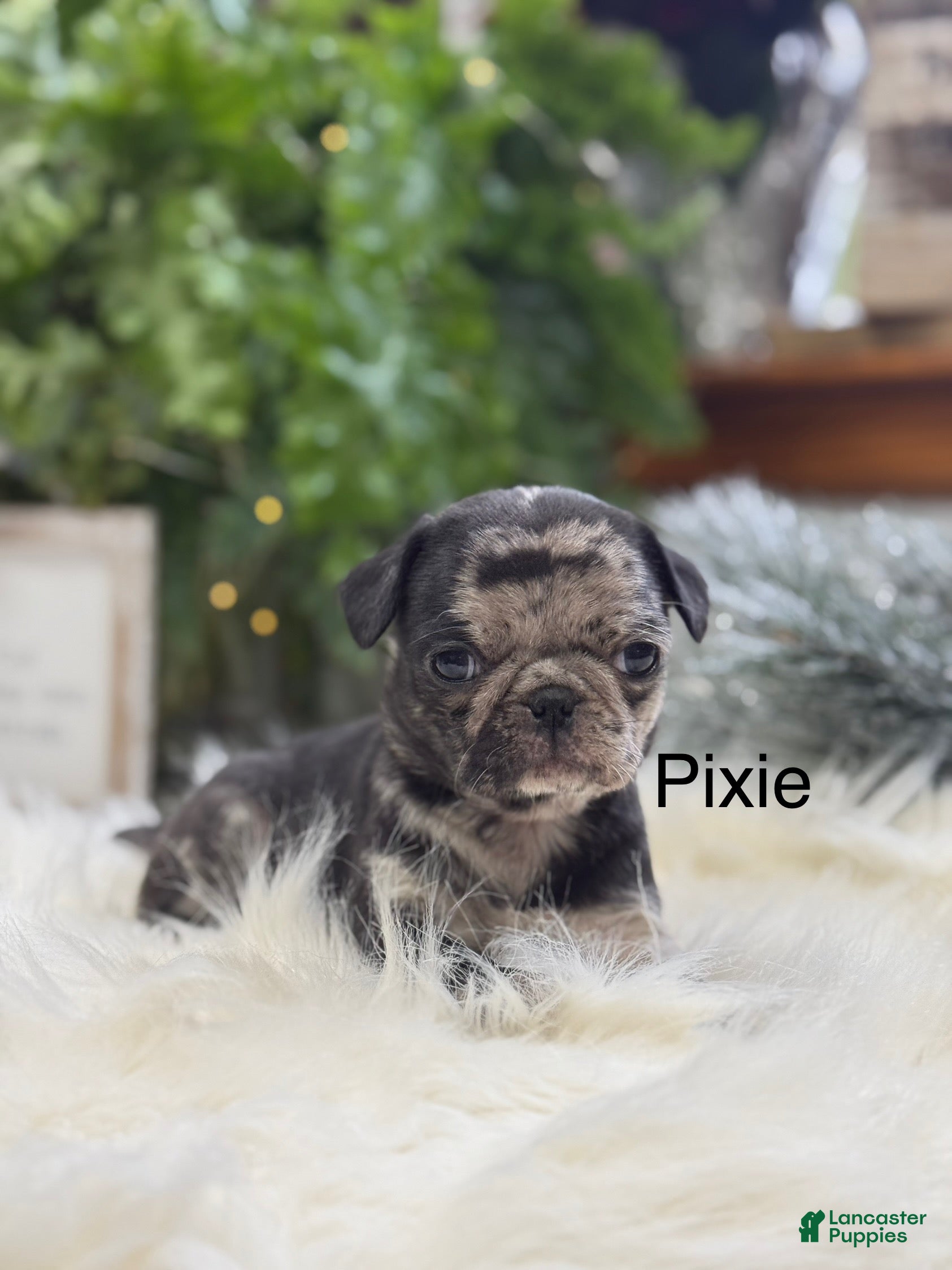 Pug dogs Pixie - Ad 2