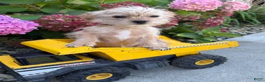 Albert