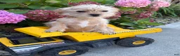 Shorkie dogs for sale: Albert - Ad 1