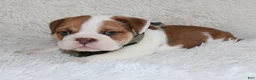 English Bulldog dogs for sale: AKC Ozzy - Ad 8