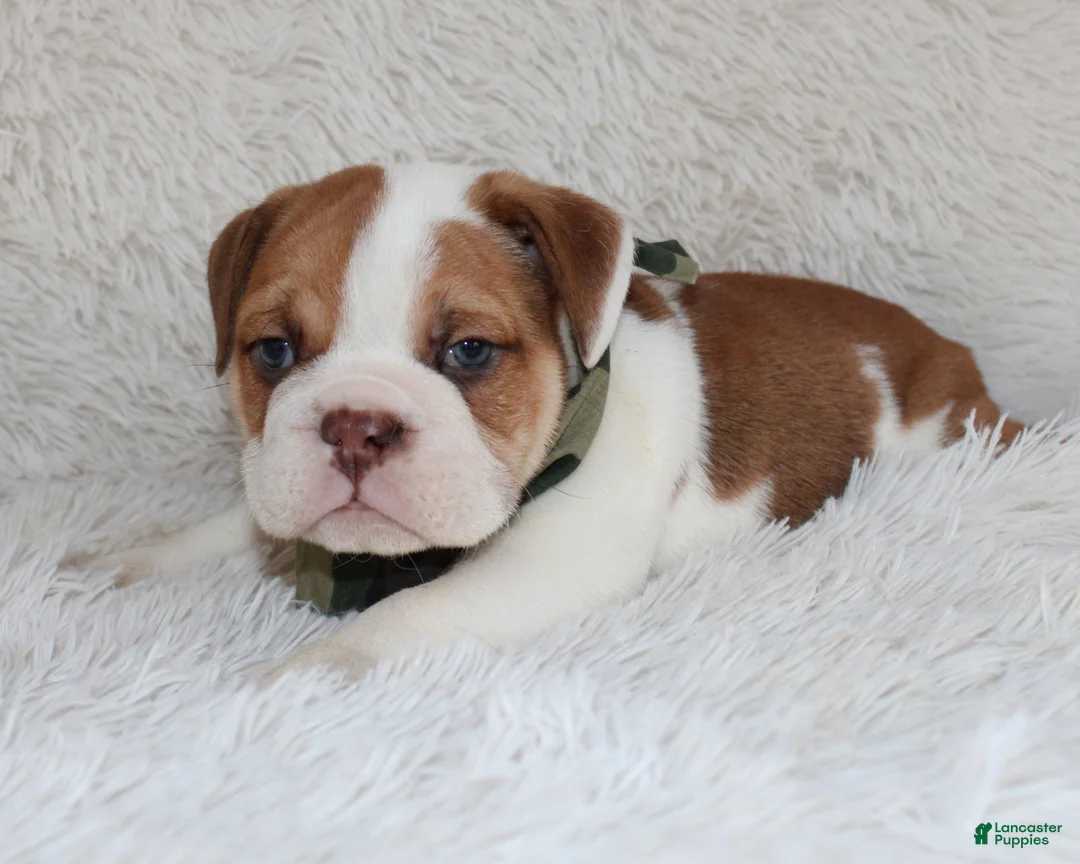 English Bulldog dogs for sale: AKC Ozzy - Ad 8