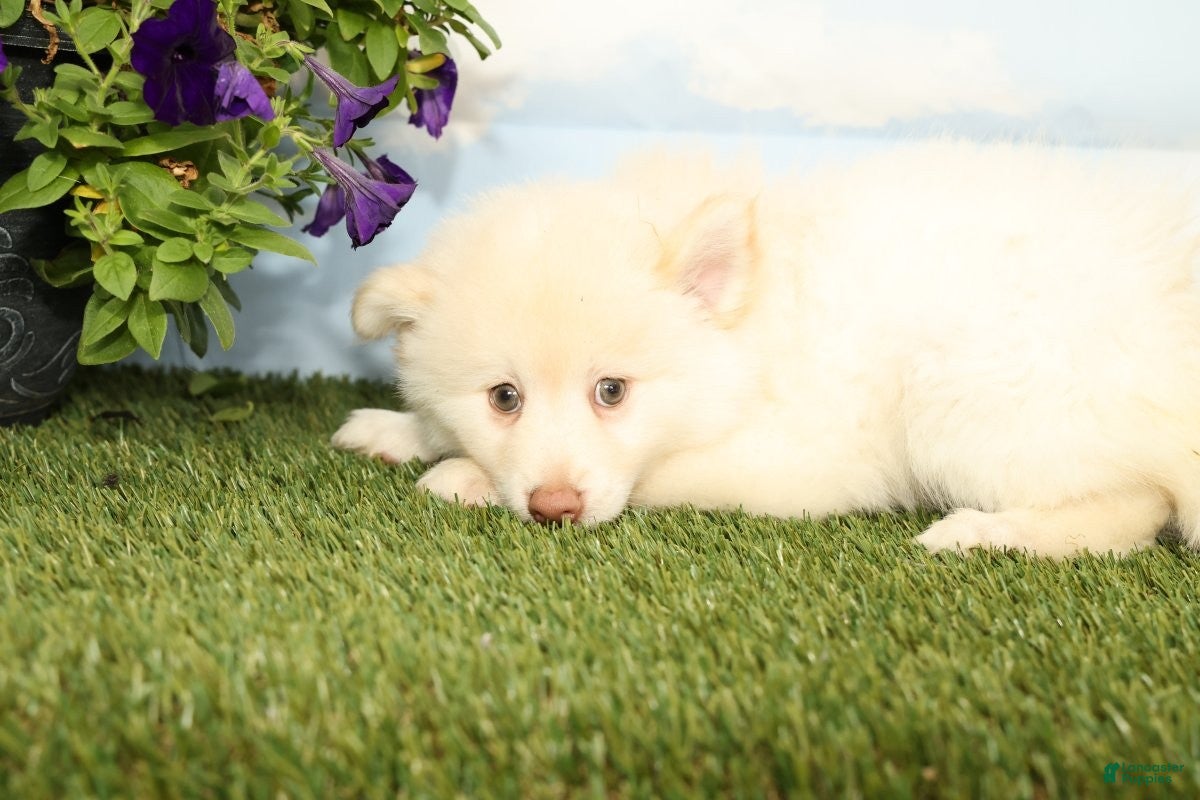 Pomsky dogs Krew - Ad 2