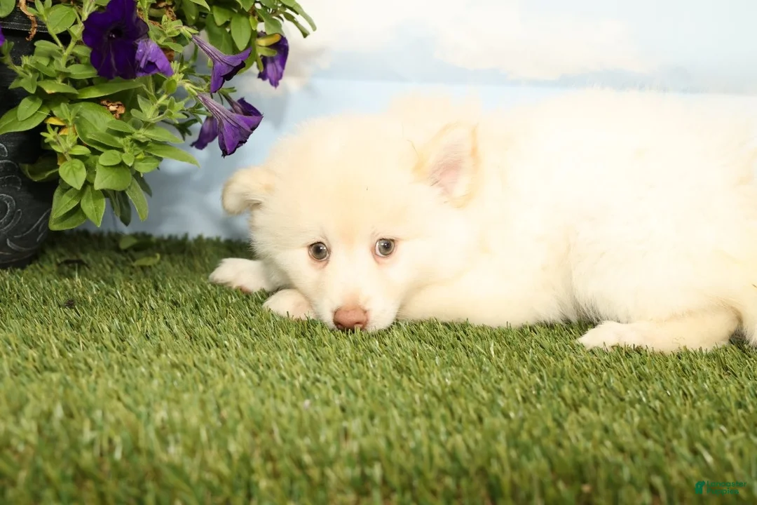 Pomsky dogs for sale: Krew - Ad 2