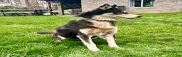 Siberian Husky dogs for sale: Dixie - Ad 5