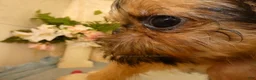 Brussels Griffon dogs for sale: Bonnie - AKC - Ad 6