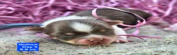 Yorkshire Terrier dogs for sale: Quickstep  - Ad 3