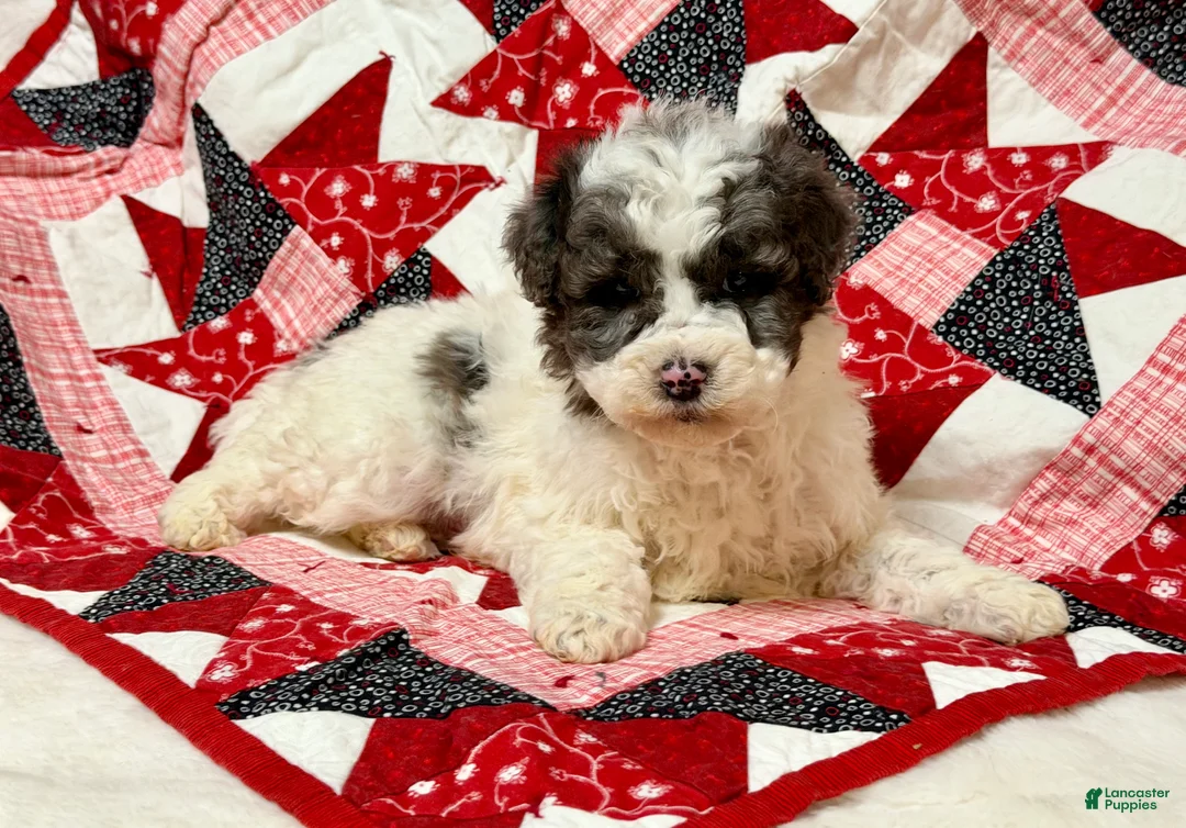 Mini Bernedoodle dogs for sale: Herbie  - Ad 2