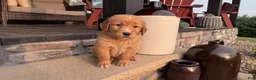 Golden Retriever dogs for sale: AKC Mr Charlie - Ad 3