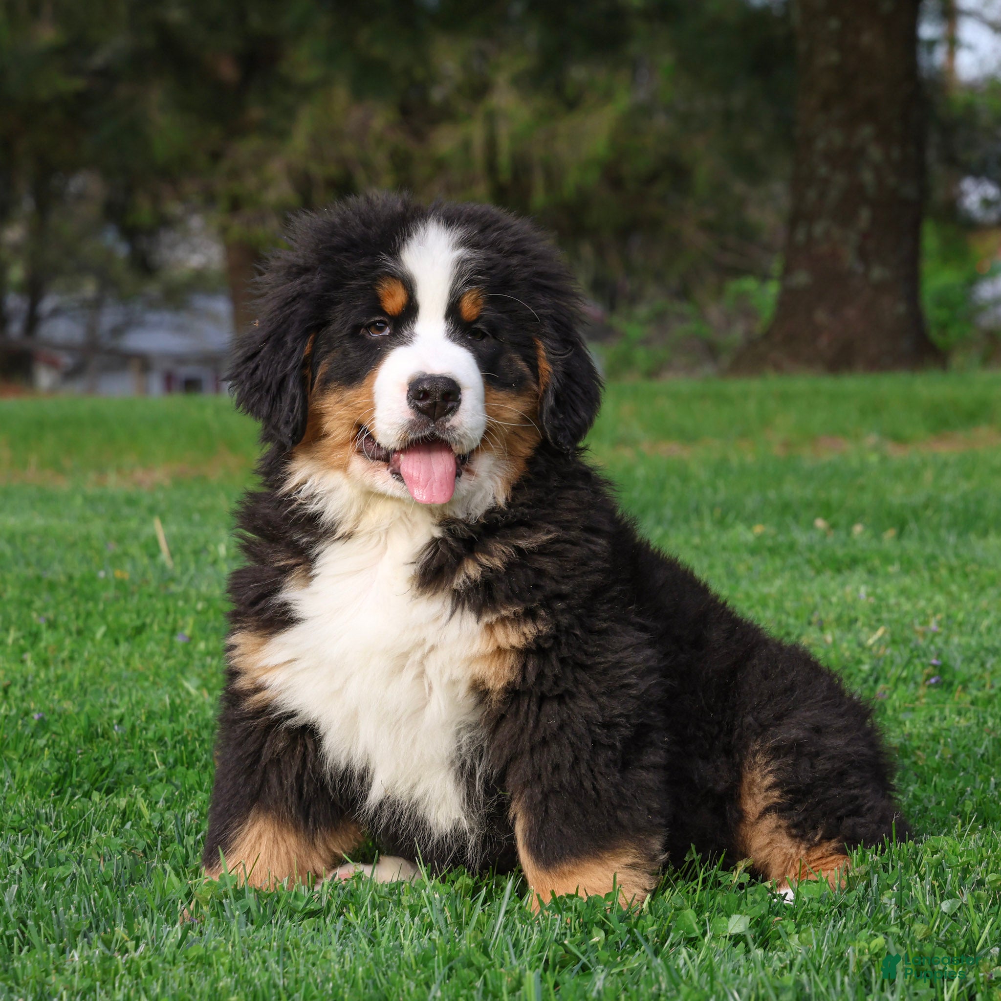 Bernese Mountain Dog dogs Ryder - Ad 2