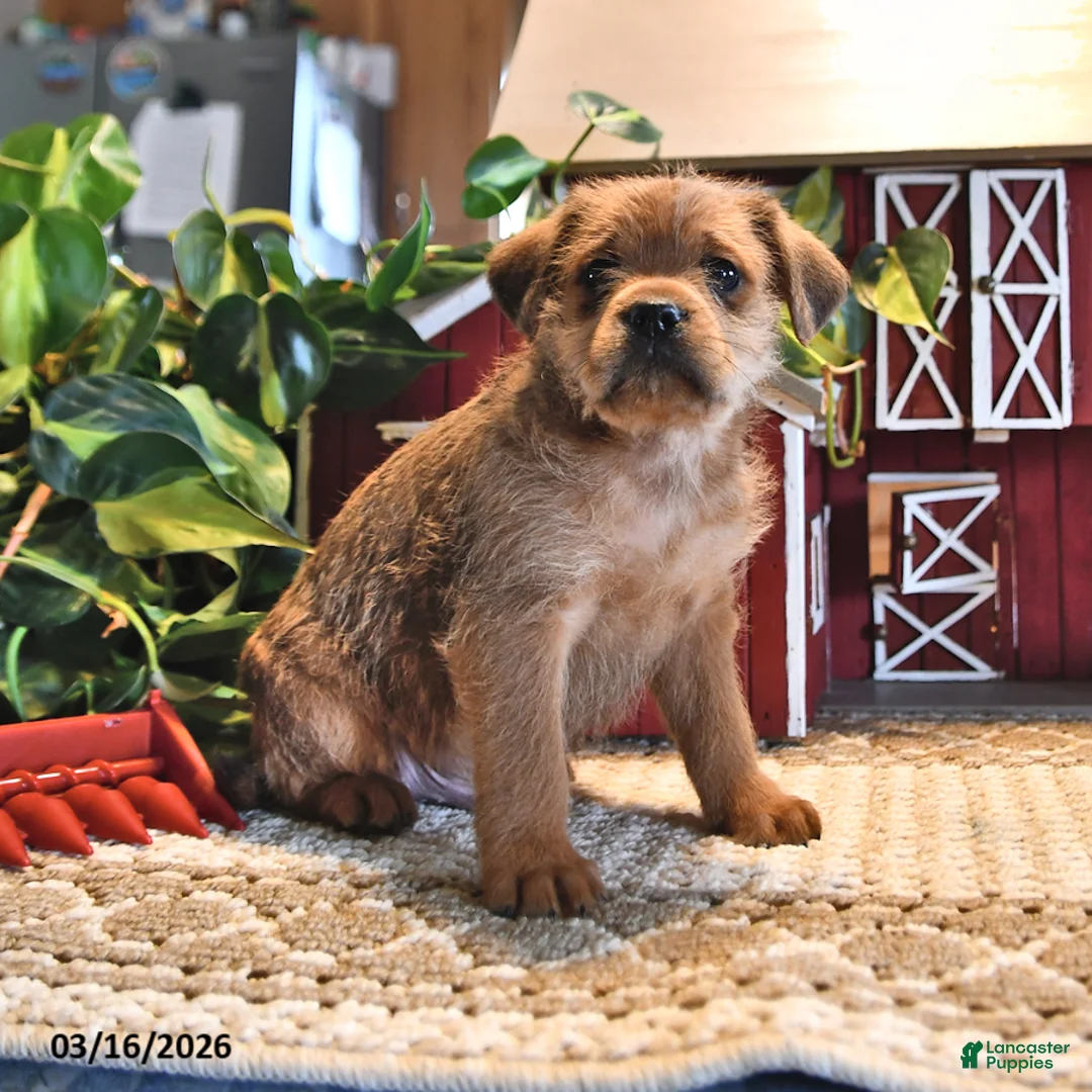 Mixed Breed dogs for sale: Frisky - Ad 2