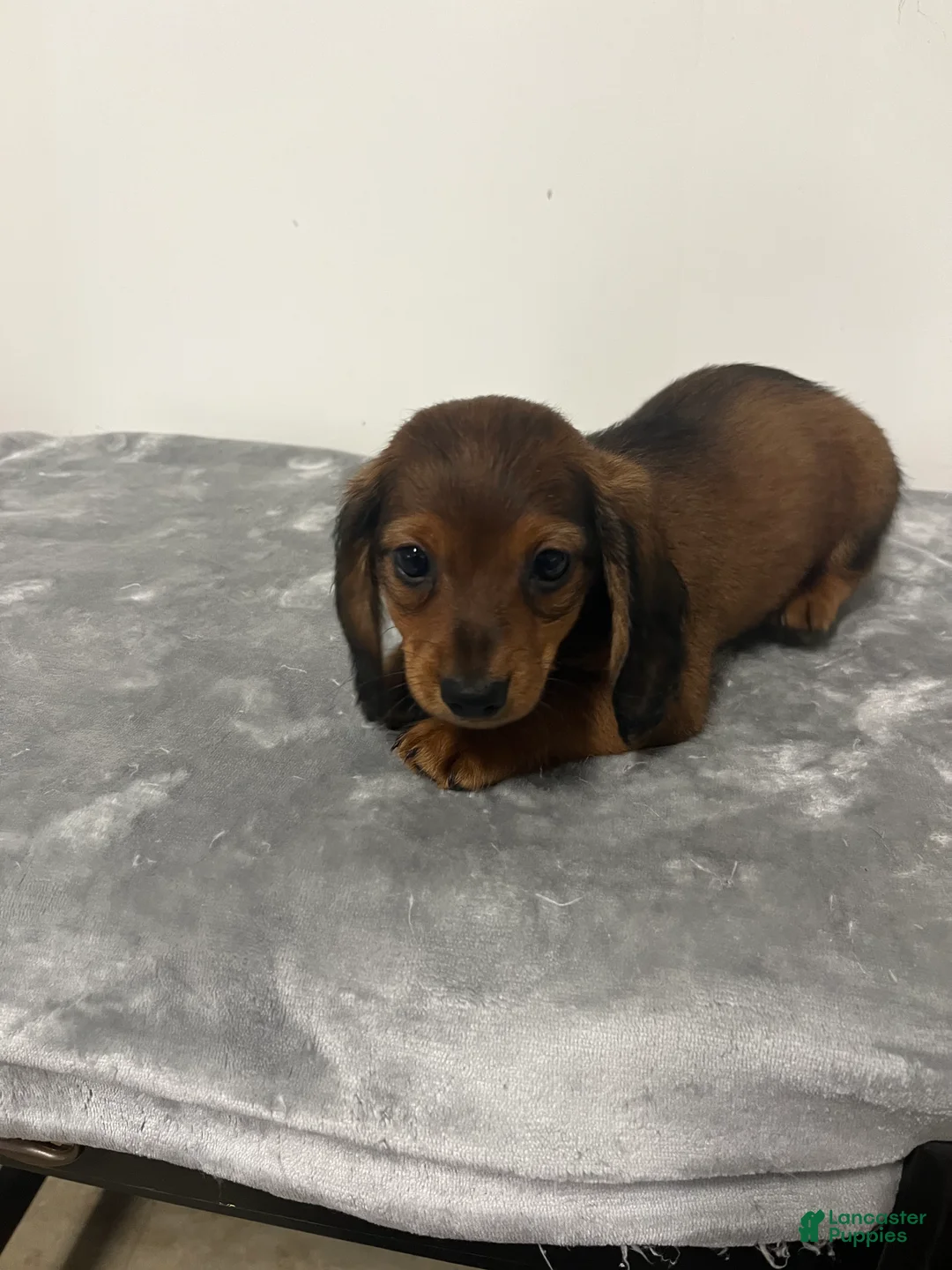 Miniature Dachshund dogs for sale: Miniature Dachshund giddy - Ad 2