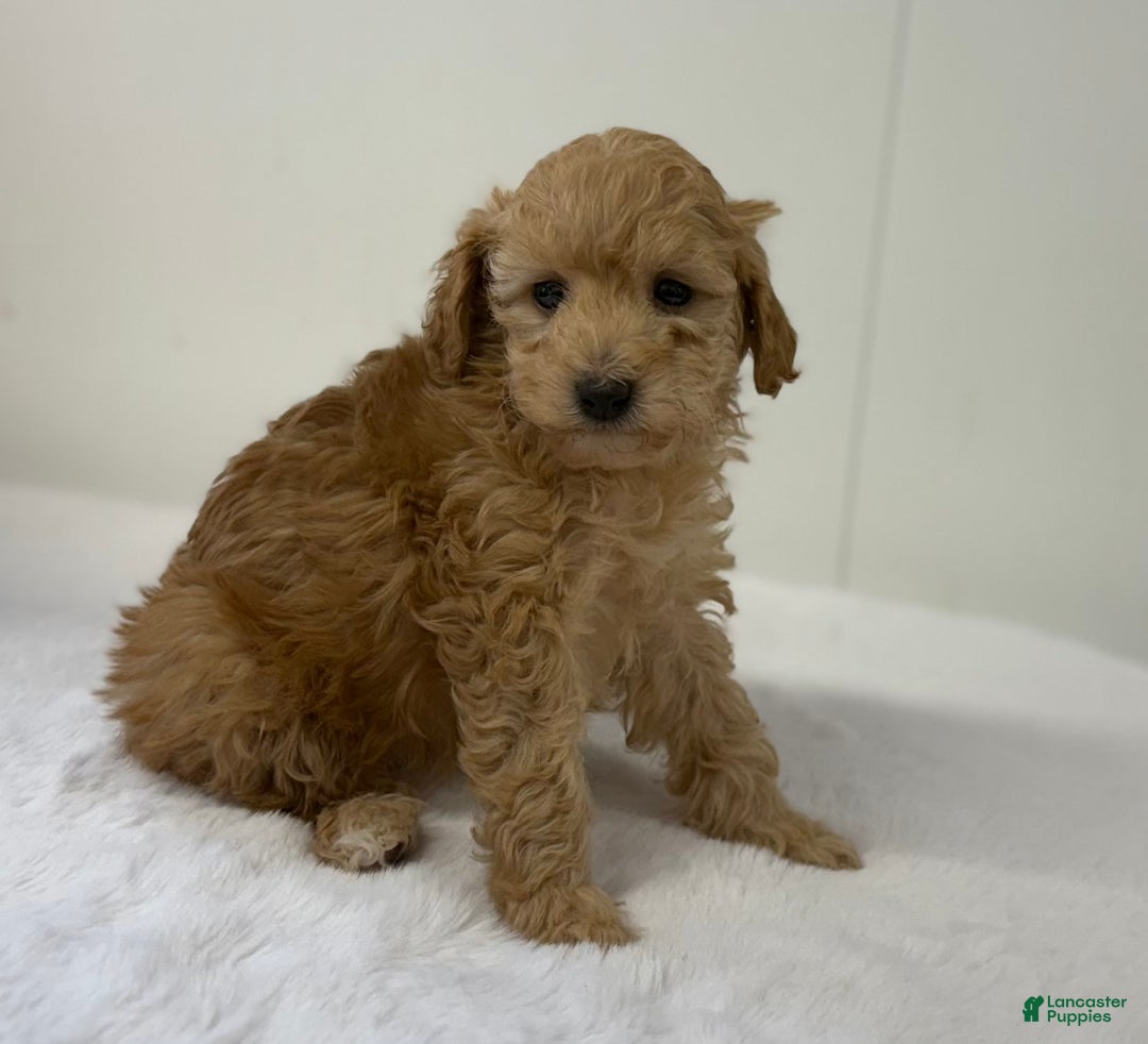 Mini Goldendoodle dogs for sale: Penelope  - Ad 7