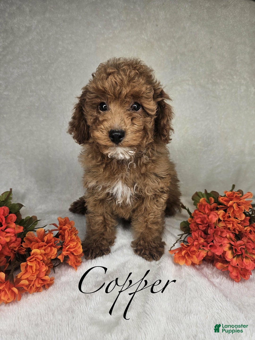 Miniature Poodle dogs for sale: Copper - Ad 2