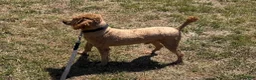 Miniature Poodle dogs for sale: Brent - Ad 2
