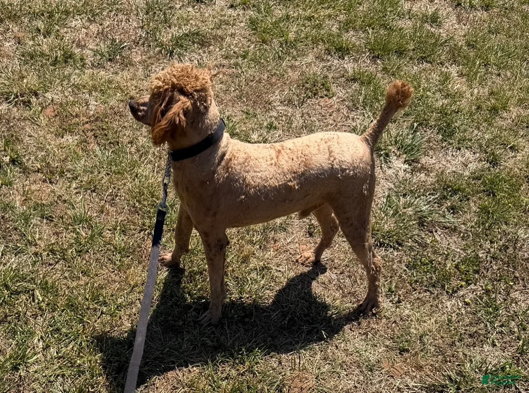 Miniature Poodle dogs for sale: Brent - Ad 2