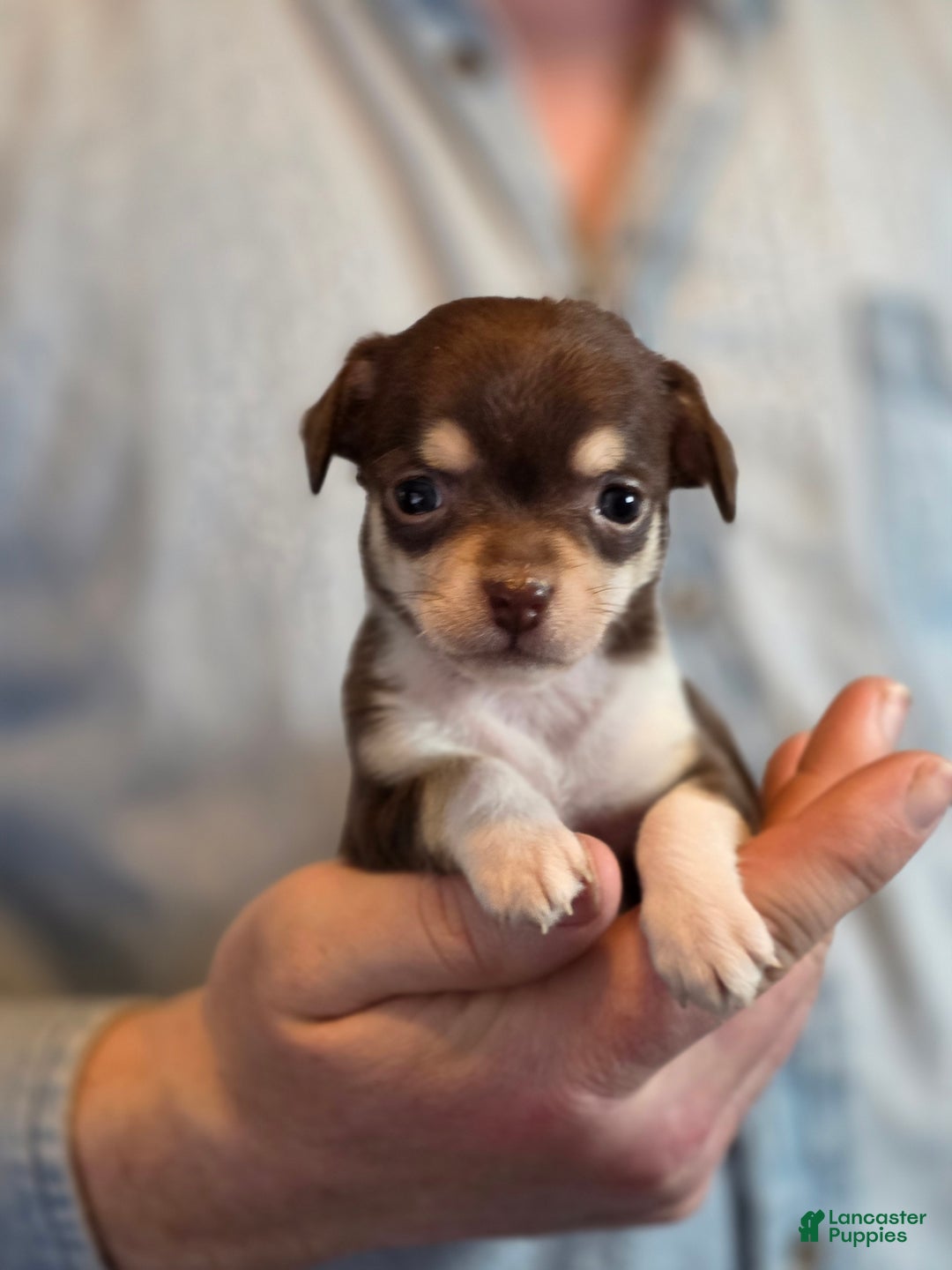 Chihuahua dogs for sale: Dark Choco Nugget - Ad 5