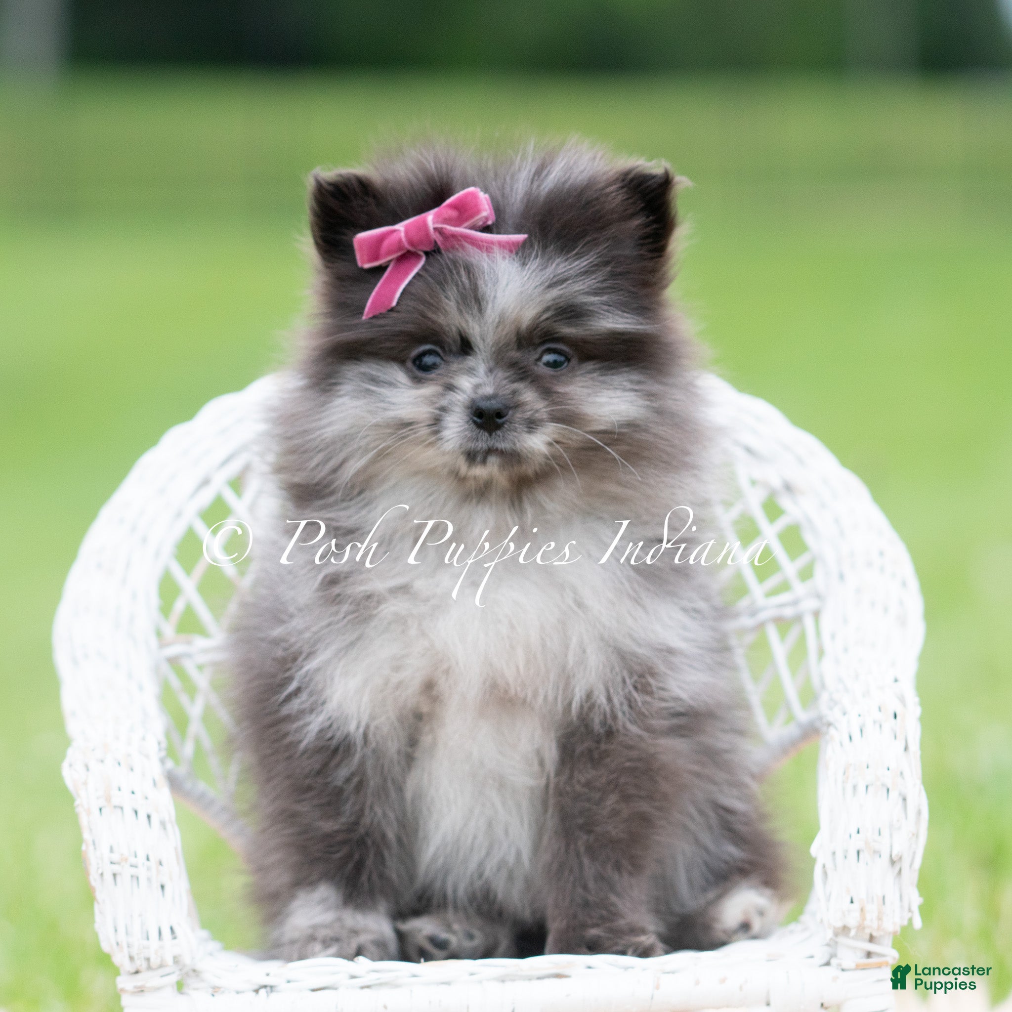 Pomeranian dogs Lucy AKC - Ad 17