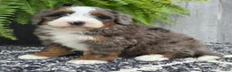 Mini Bernedoodle dogs for sale: Mini Winnie - Ad 6