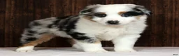 Miniature Australian Shepherd dogs for sale: Stormy - Ad 1