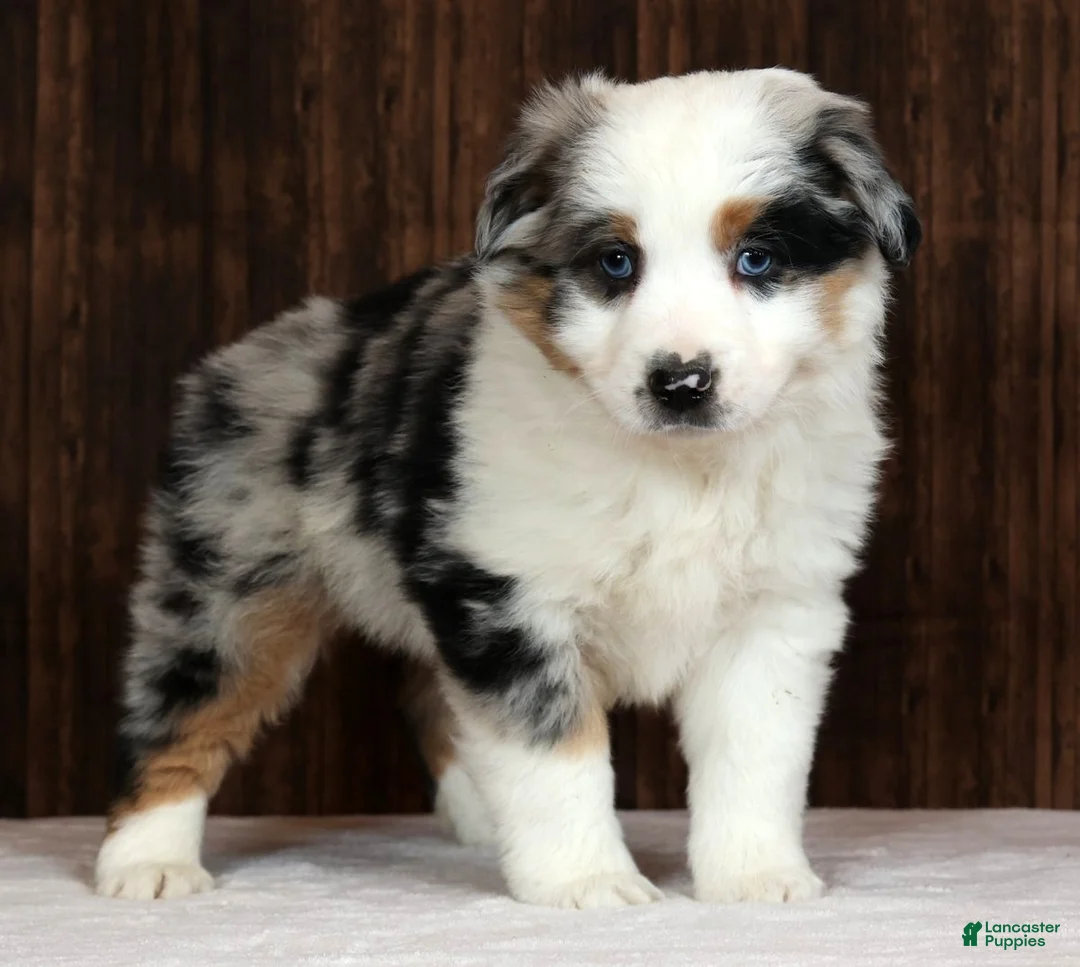 Miniature Australian Shepherd dogs for sale: Stormy - Ad 1