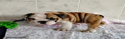 English Bulldog dogs for sale: Rusty - Ad 3