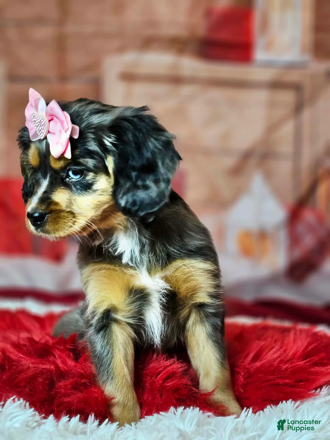 Miniature Bernese Mountain Dog dogs for sale:  Blue eyed beauty  - Ad 5