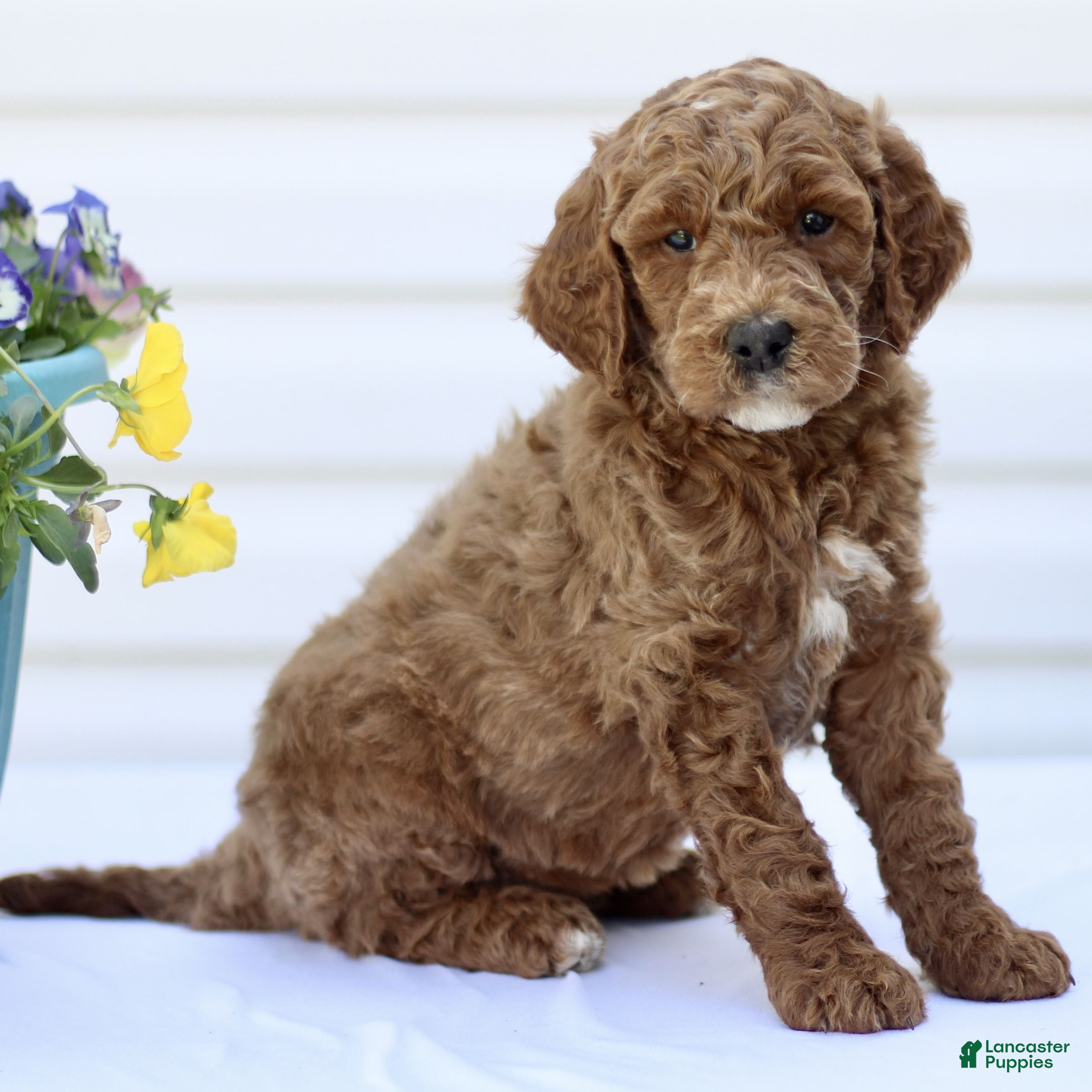 Mini Goldendoodle dogs Sunshine  - Ad 2