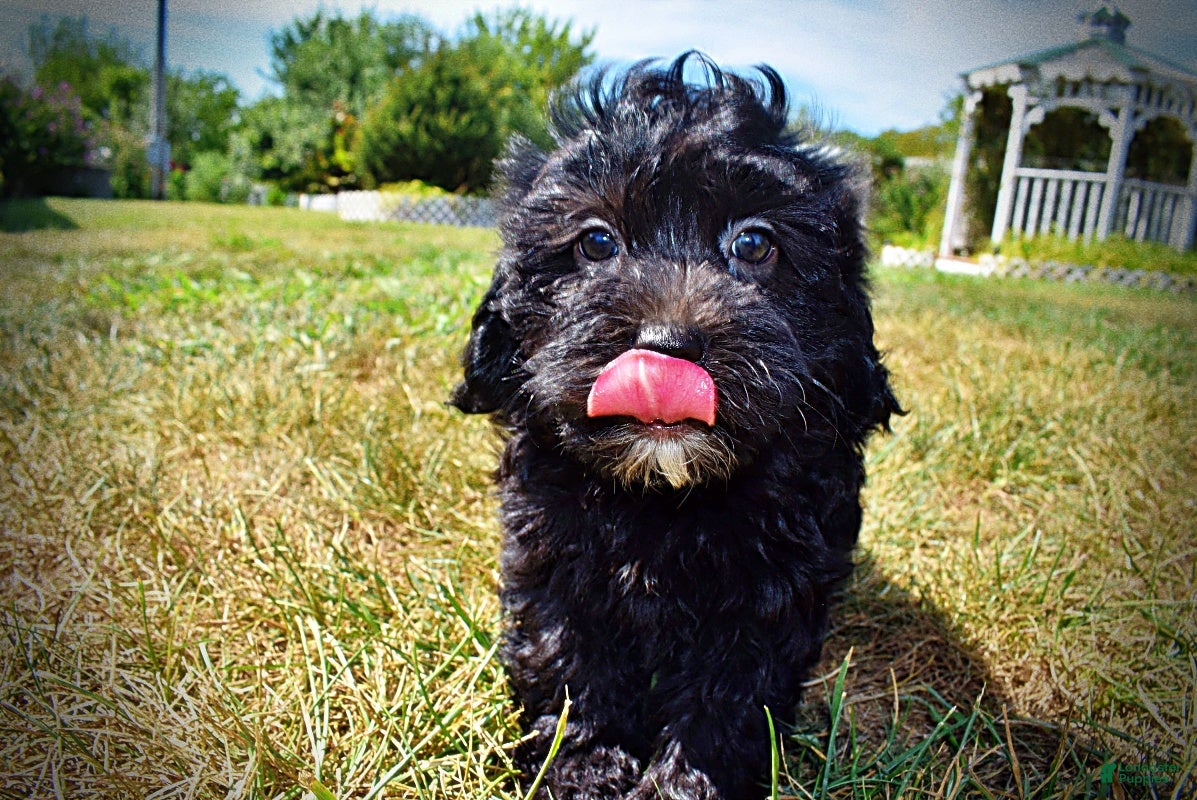 Havapoo dogs Isabella - Ad 1