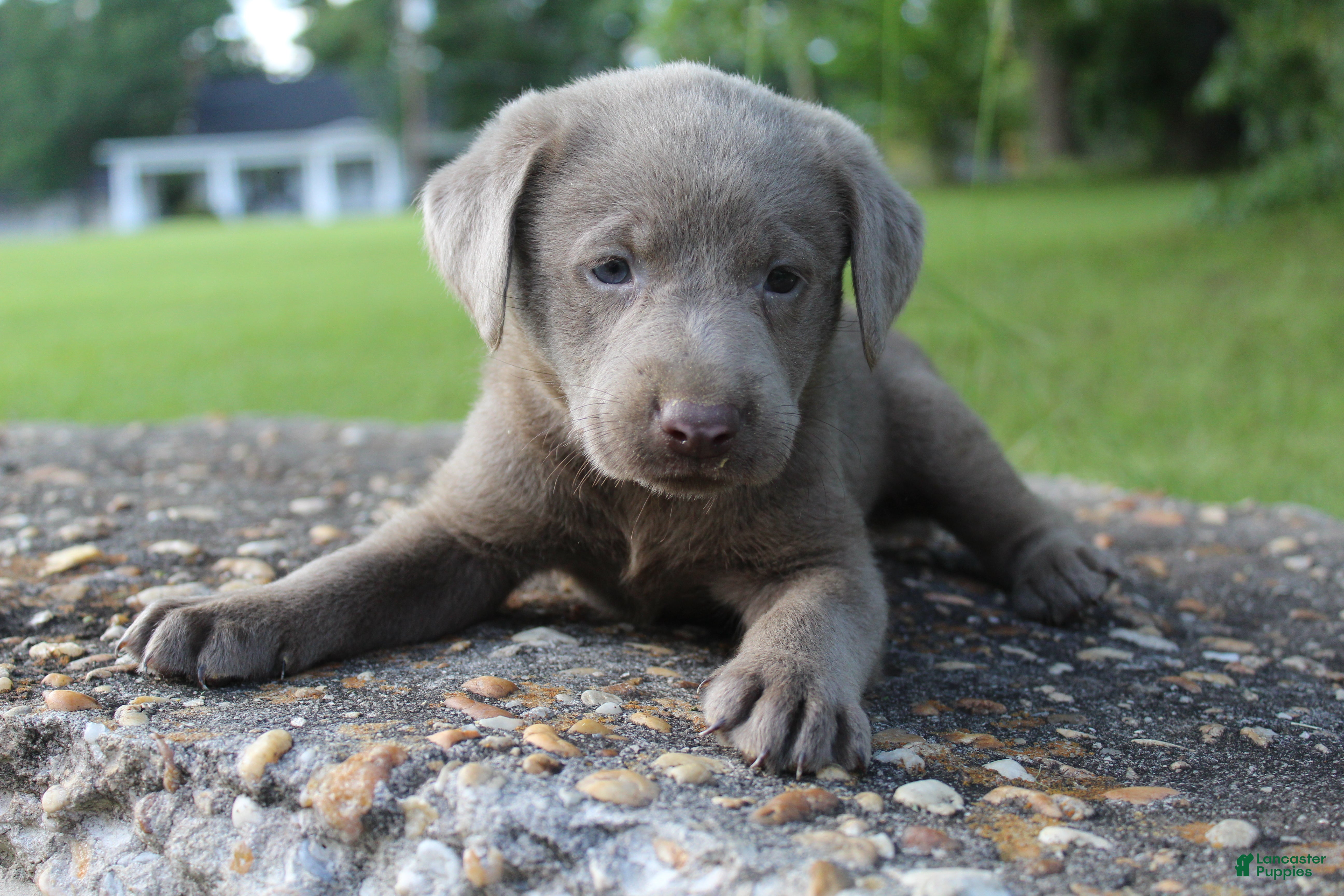 Labrador Retriever dogs Asher - Ad 1