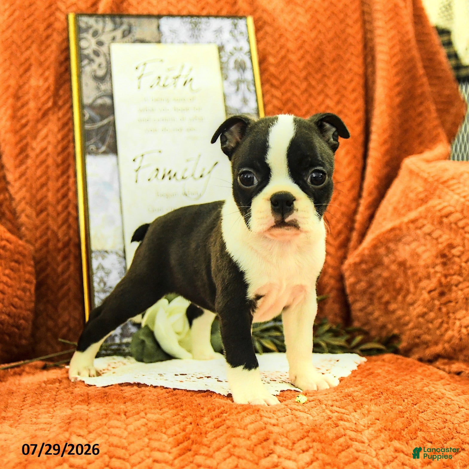 Boston Terrier dogs Zoe - Ad 1