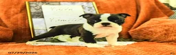 Boston Terrier dogs for sale: Zoe - Ad 1