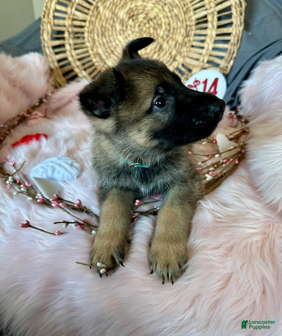 German Shepherd dogs for sale: Sage - Ad 5