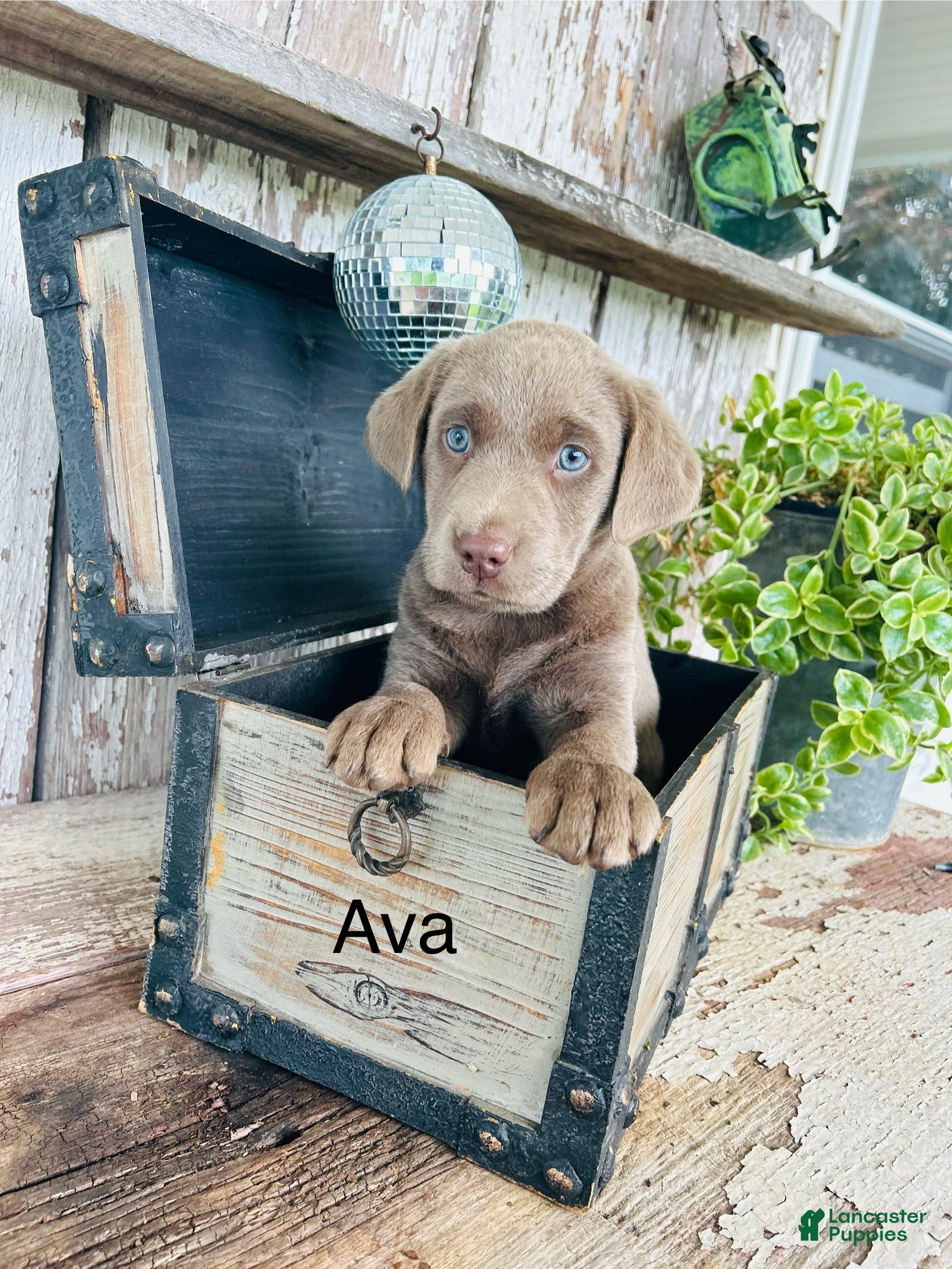 Labrador Retriever dogs Ava  - Ad 1