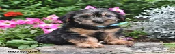 Yorkshire Terrier dogs for sale: Enore - Ad 2