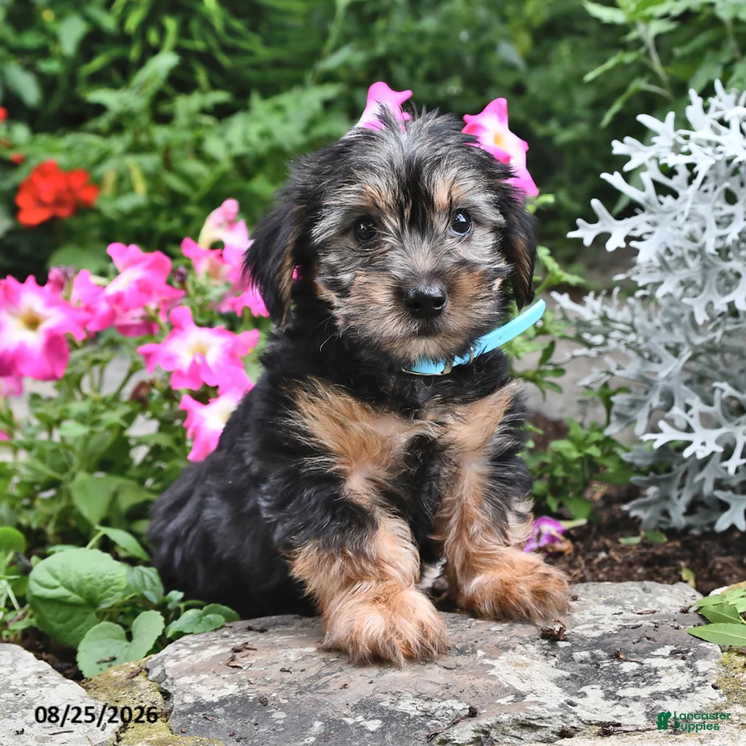 Yorkshire Terrier dogs for sale: Enore - Ad 2