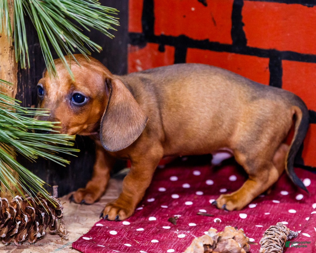 Miniature Dachshund dogs for sale: Xander - Ad 10