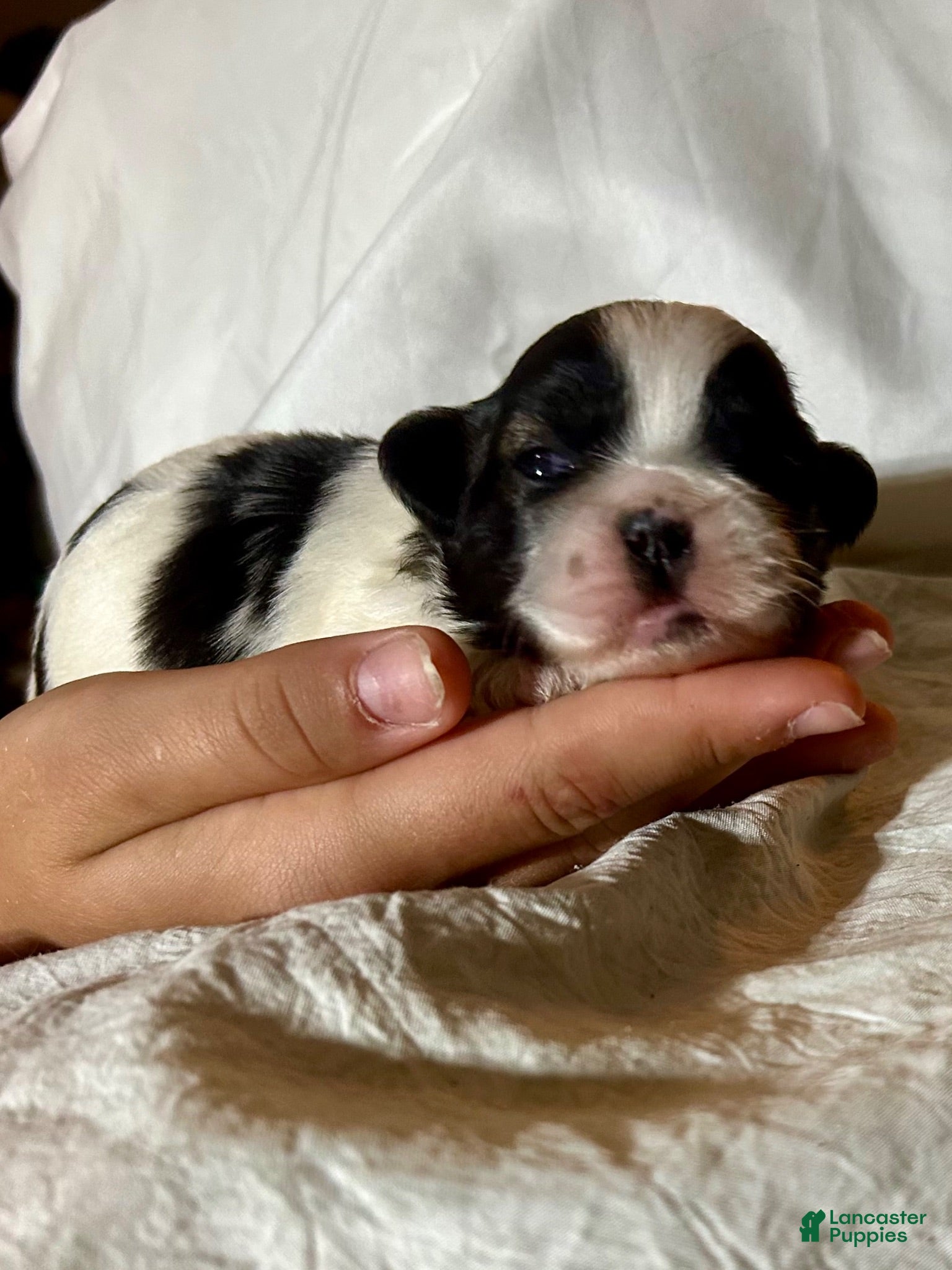 Shih Tzu dogs Shih Tzu 2 - Ad 11