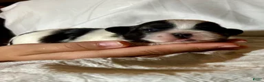 Shih Tzu 2