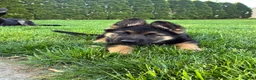 German Shepherd dogs for sale: Max - Ad 1